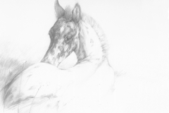 20161003203108-093_LR_Appaloosa veulen 24x20