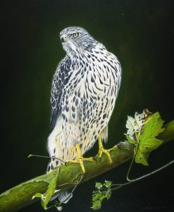Havik